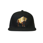 CAP : America Bison